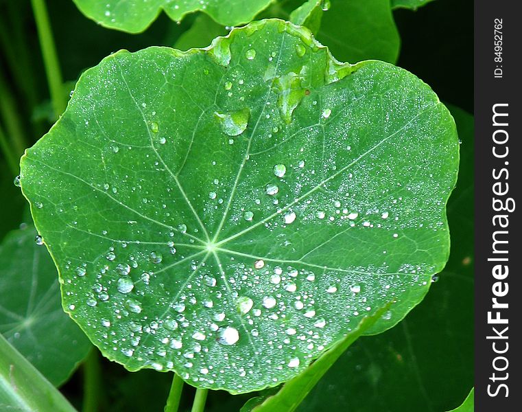 Water Drops On Nasturtium Leaf