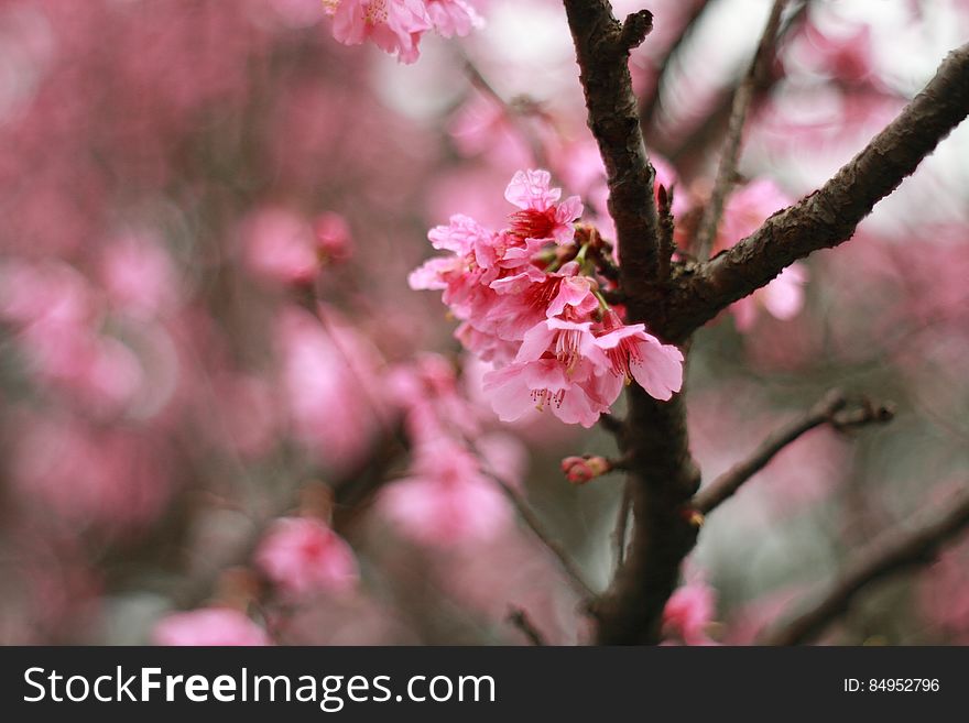 Pink mountain sakula&#x28;Cherry blossoms&#x29;