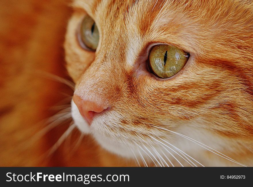 Selective Focus of Orange Tabby Cat