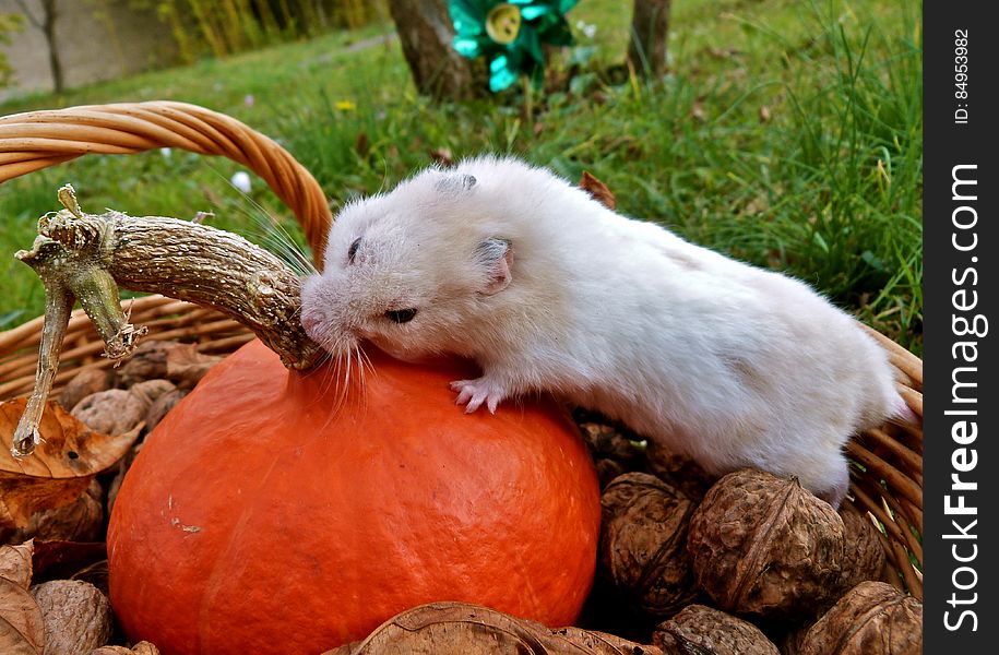 He Chose To Try The Pumpkin