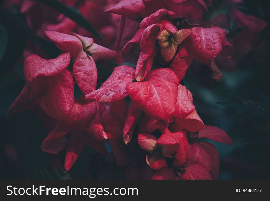 Close-up Of Red Flowers