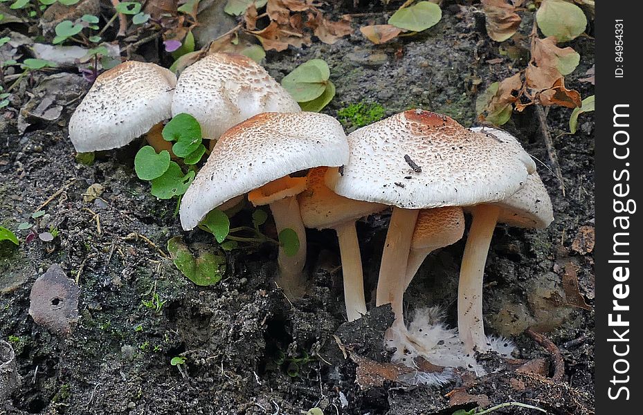 Macrolepiota clelandii, commonly known as the slender parasol or graceful parasol, is a species of mushroom-forming fungus in the family Lepiotaceae. Macrolepiota clelandii, commonly known as the slender parasol or graceful parasol, is a species of mushroom-forming fungus in the family Lepiotaceae