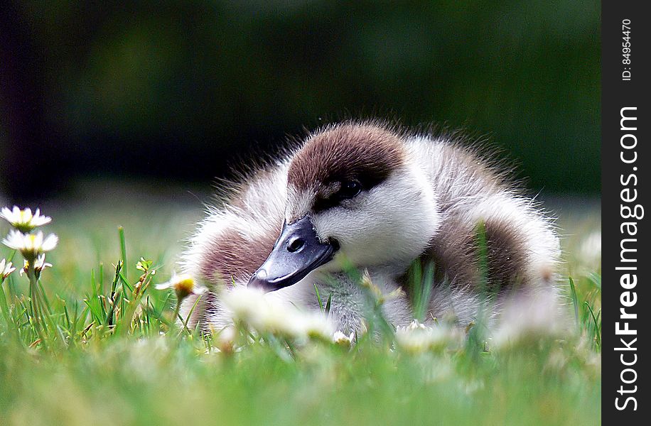 Paradise Shelduck Young.