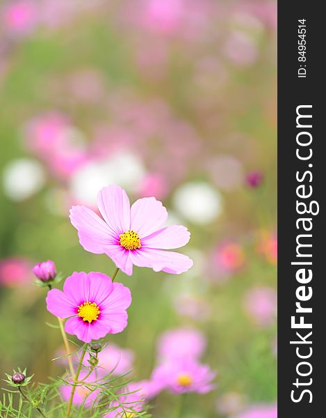 Close-up of Pink Cosmos Flowers