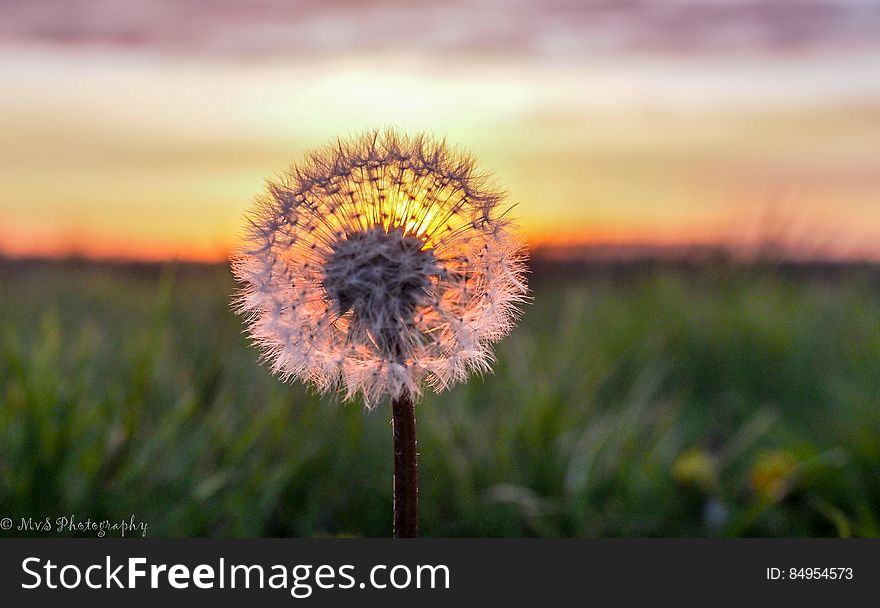 Sunset Through A Dandelion - Nieuw Weerdinge