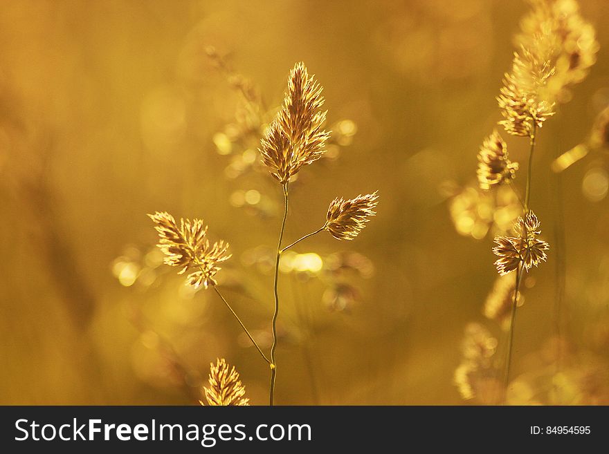 Close-up of Wheat Plant during Sunset