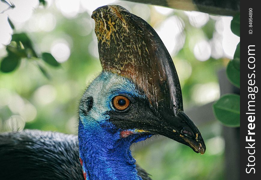 A close up of an exotic bird`s head. A close up of an exotic bird`s head.