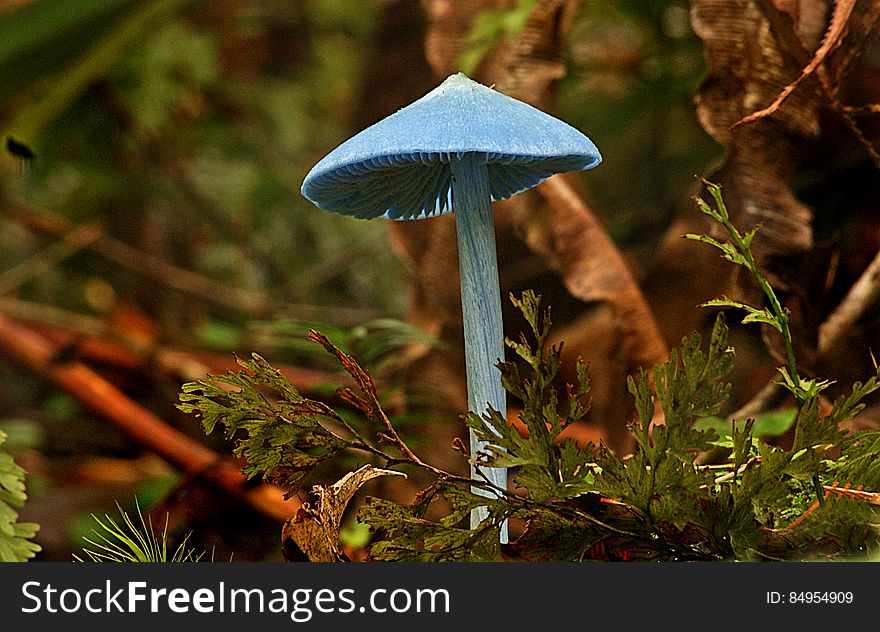 This is the iconic blue fungi of New Zealand the species can very from very bright blue to a the dull blue to almost gray in colour. Common name: None Found: Native Forest Substrate: Forest floor Spore: PinkHeight: 80 mm Width: 30 mm Season: Autumn Edible: No. This is the iconic blue fungi of New Zealand the species can very from very bright blue to a the dull blue to almost gray in colour. Common name: None Found: Native Forest Substrate: Forest floor Spore: PinkHeight: 80 mm Width: 30 mm Season: Autumn Edible: No