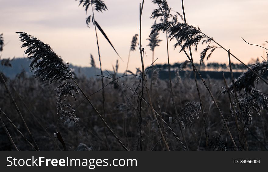 Fern in field