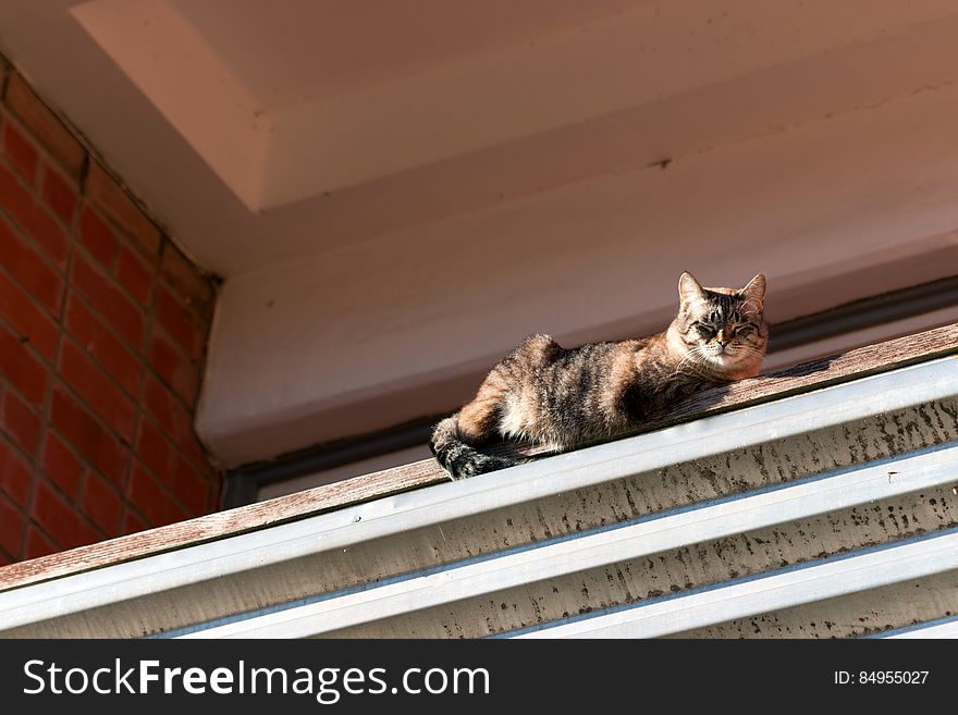 A cat on a balcony basking in a sun on a rare warm autumn day.