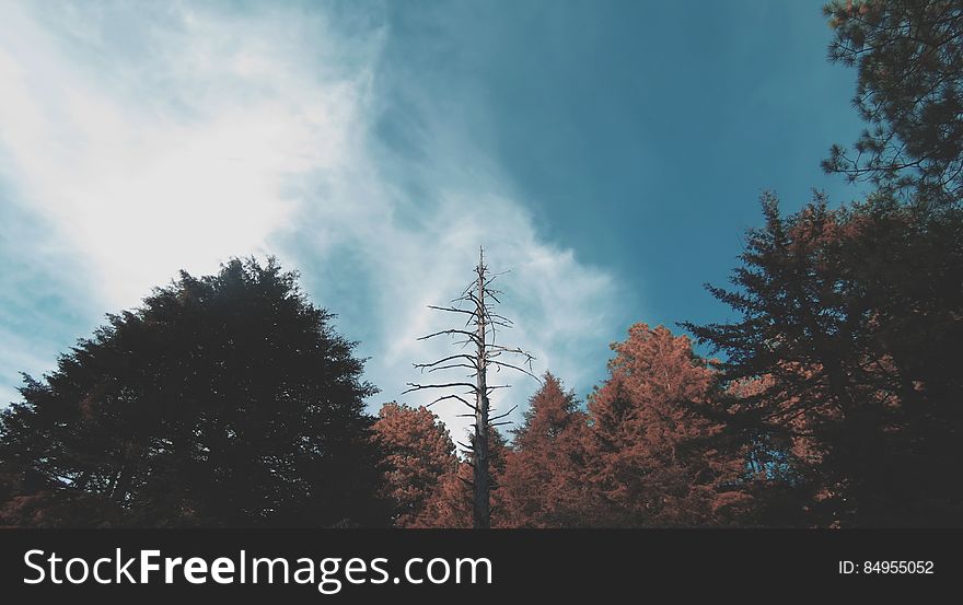 Forest trees from a low angle and the sky in the background.