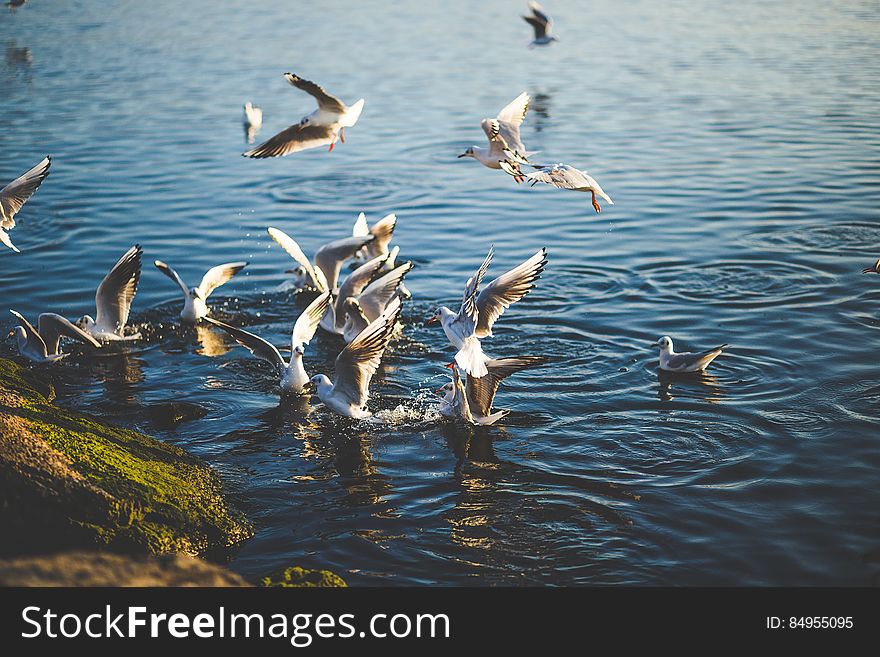 Flock of Birds Flying and Diving over Water during Daytime