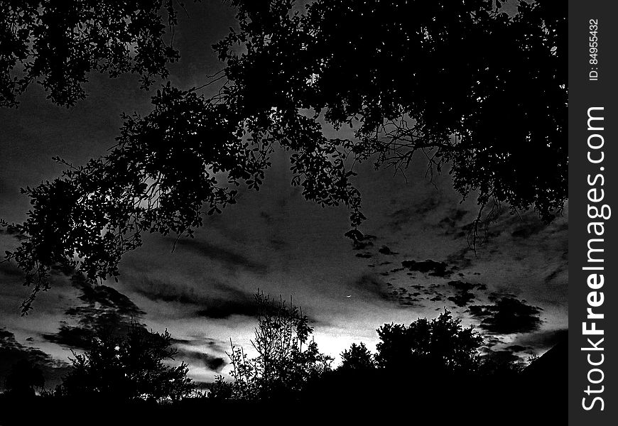 Silhouette Of Trees At Night