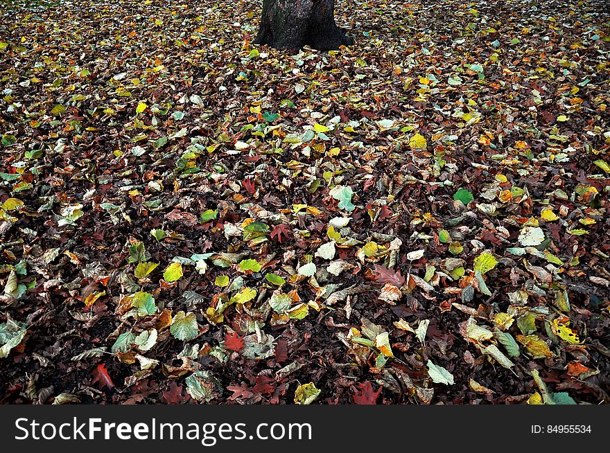 Layer Of Fallen Leaves