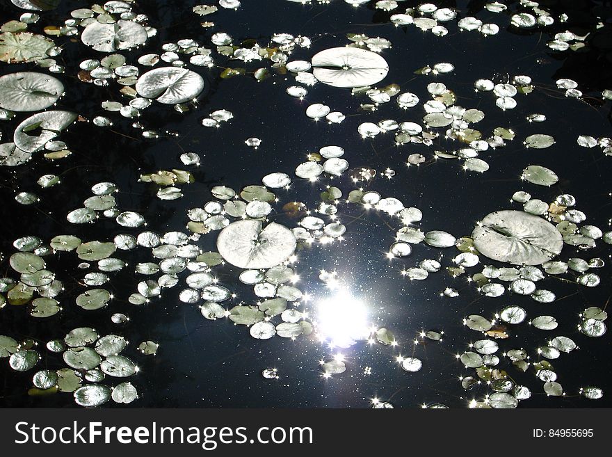 Water Lily Pond With Sun