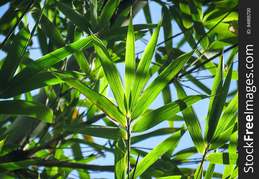 Pointed Green Leaves