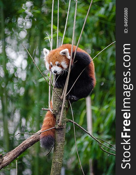 Red Panda