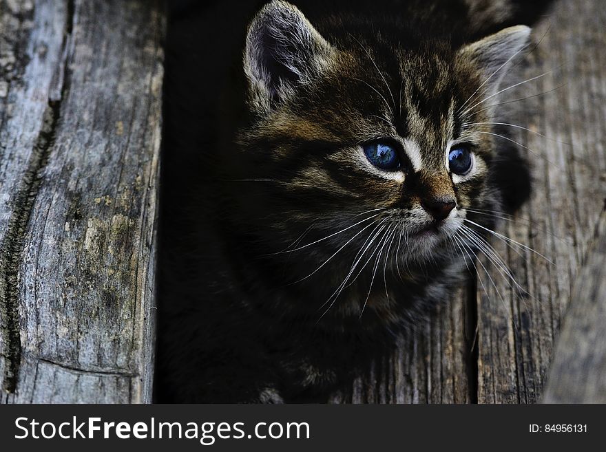 A portrait of a tabby kitten with blue eyes lurking from a wooden shelter. A portrait of a tabby kitten with blue eyes lurking from a wooden shelter.