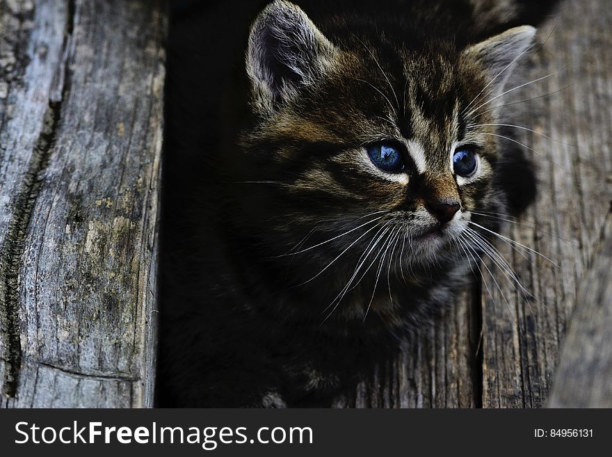 Kitten Portrait