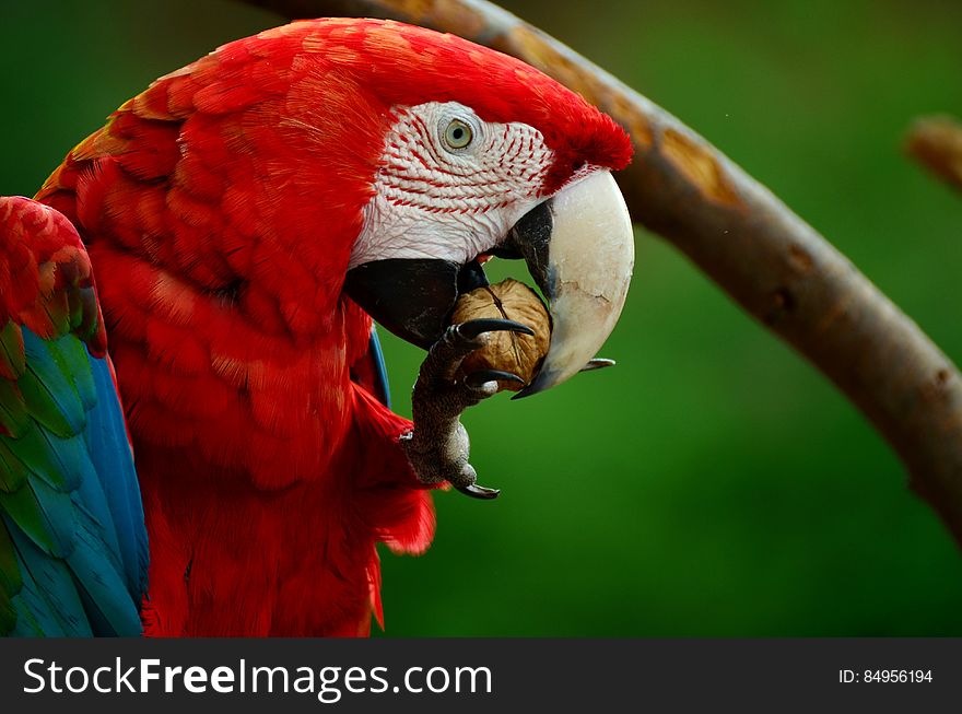 Red White Blue and Green Parrot Bird