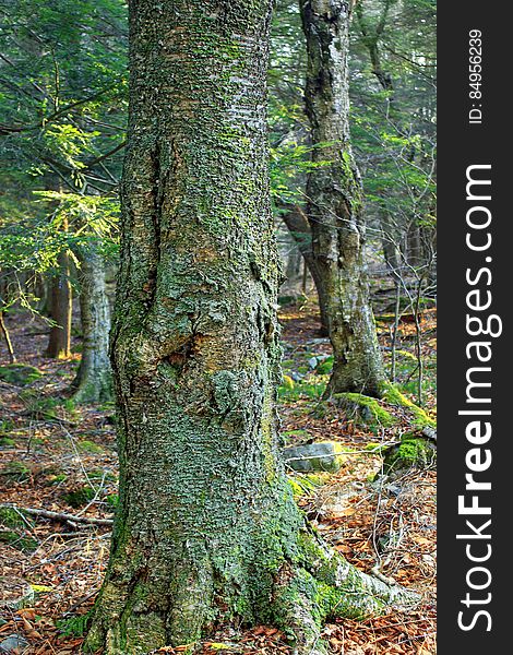 Large, old, moss-covered yellow birch &#x28;Betula alleghaniensis&#x29; along the West Fork Lehigh River, Wayne County, within State Game Land 312. I&#x27;ve licensed this photo as CC0 for release into the public domain. You&#x27;re welcome to download the photo and use it without attribution. Large, old, moss-covered yellow birch &#x28;Betula alleghaniensis&#x29; along the West Fork Lehigh River, Wayne County, within State Game Land 312. I&#x27;ve licensed this photo as CC0 for release into the public domain. You&#x27;re welcome to download the photo and use it without attribution.