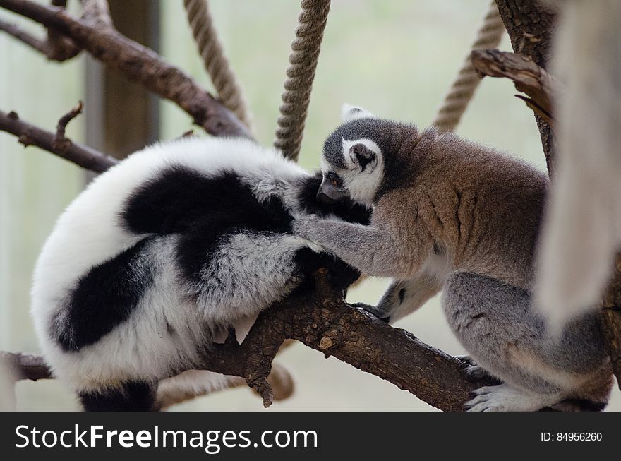 Interspecies lemur friends
