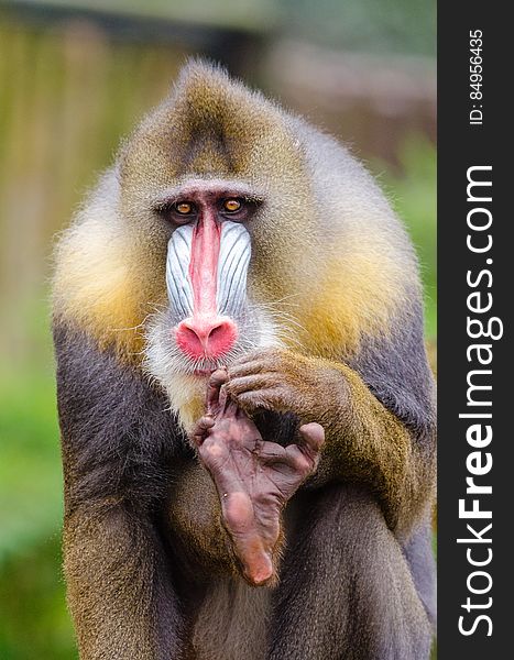 Mandrill Pedicure