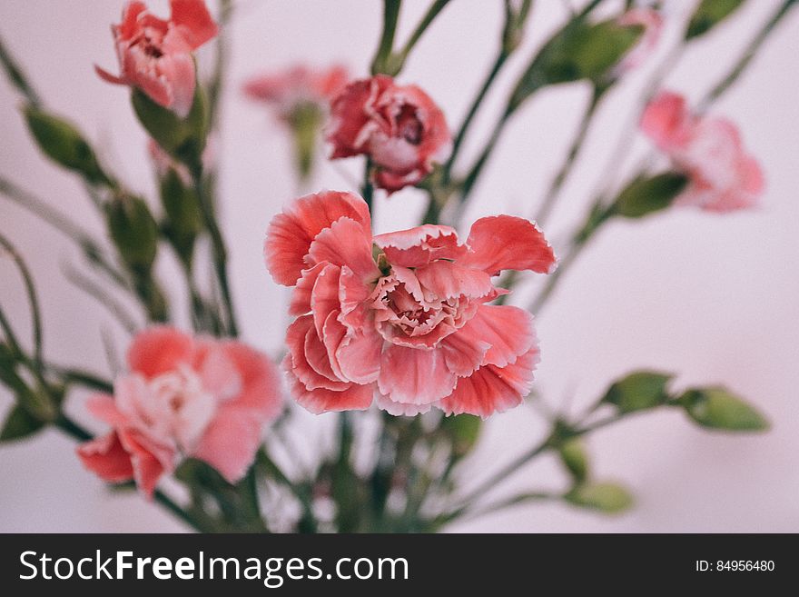 A close up of a bunch of pink flowers on a white background.