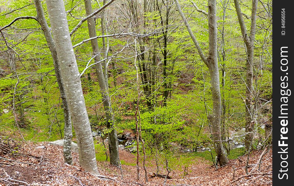 At the Montseny mountain, Spain. At the Montseny mountain, Spain.