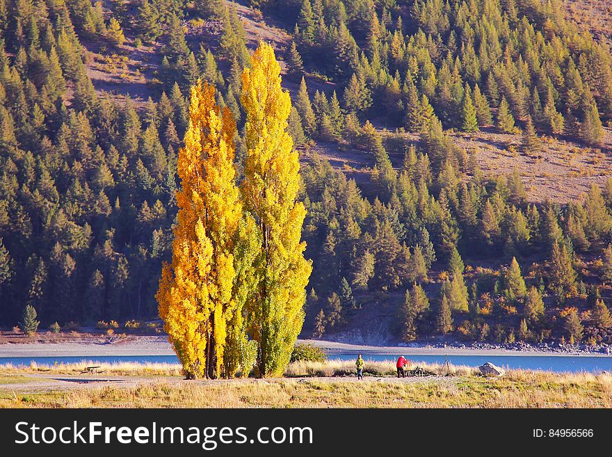 A tall cypress tree and people beside it, a river and a hill covered in cypress in the background.