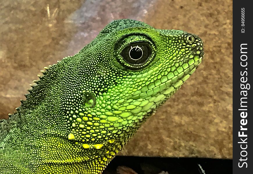 Close up profile of green lizard on rocks.