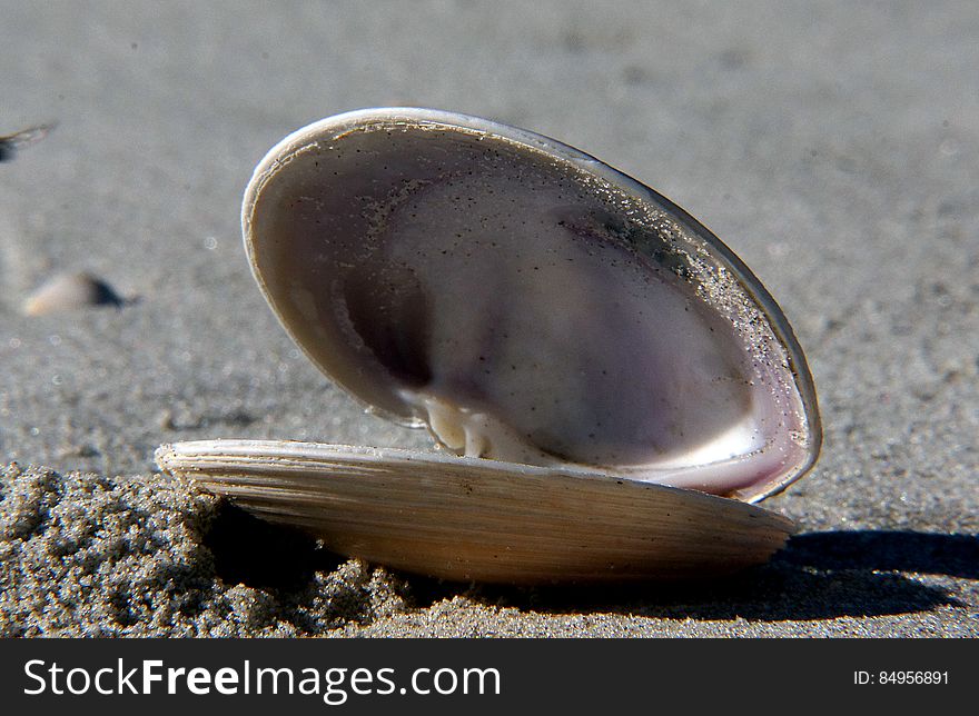Sea Shells &x28;24&x29;