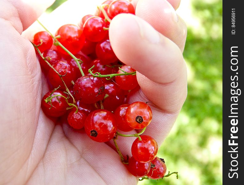 red currant. red currant.