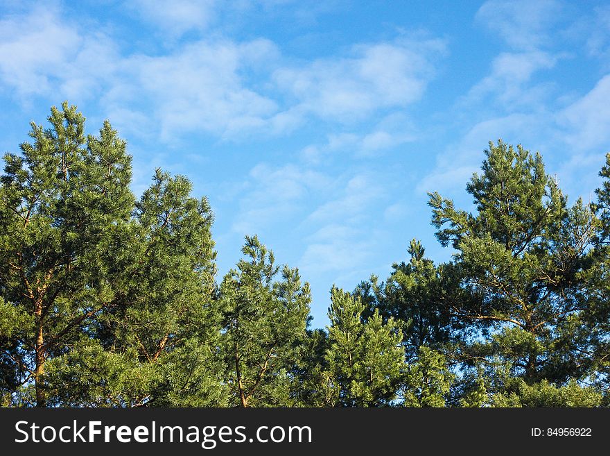 Spruce trees and blue sky in the background.