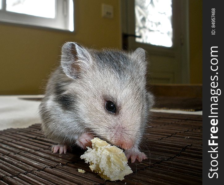 She wasn&#x27;t crazy about it. I have yet to figure out what her favorite food is. Erin is my new hammy girl. To know how I got her you can read this: hamsterhideout.com/forum/index.php?showtopic=65722&amp;st. She wasn&#x27;t crazy about it. I have yet to figure out what her favorite food is. Erin is my new hammy girl. To know how I got her you can read this: hamsterhideout.com/forum/index.php?showtopic=65722&amp;st...