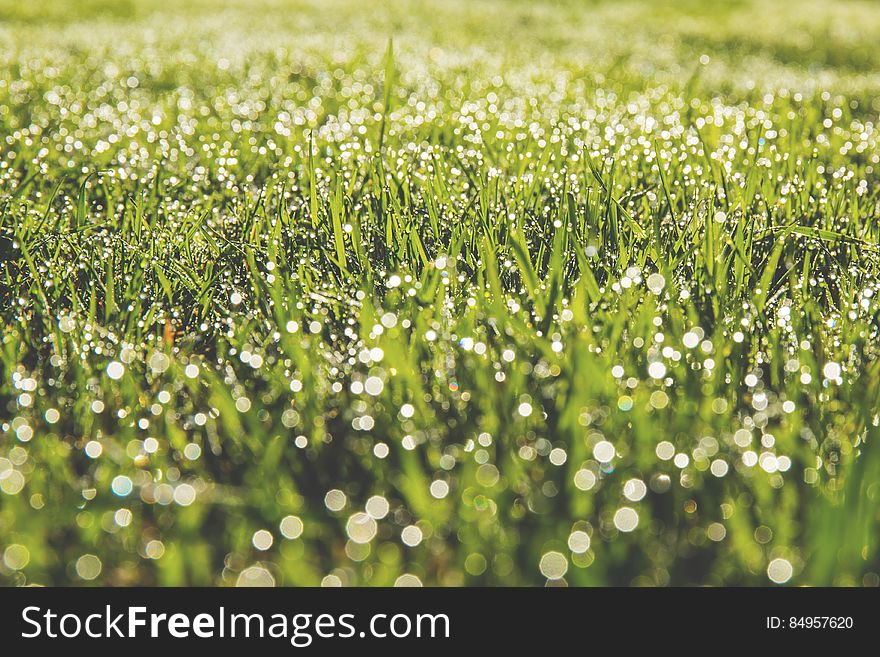 Dew Drops On Field Of Grass