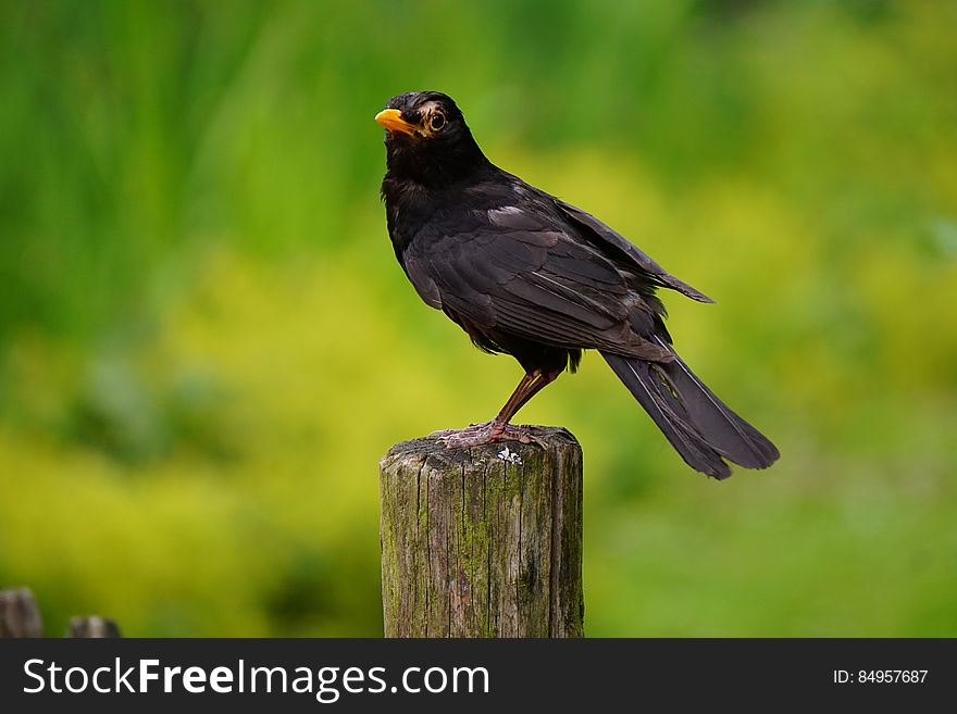 Black Bird Perched on Brown Wooden Pedestal Closeup Photography during Daytime