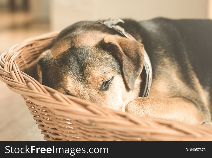 A dog sleeping in a wicker basket. A dog sleeping in a wicker basket.
