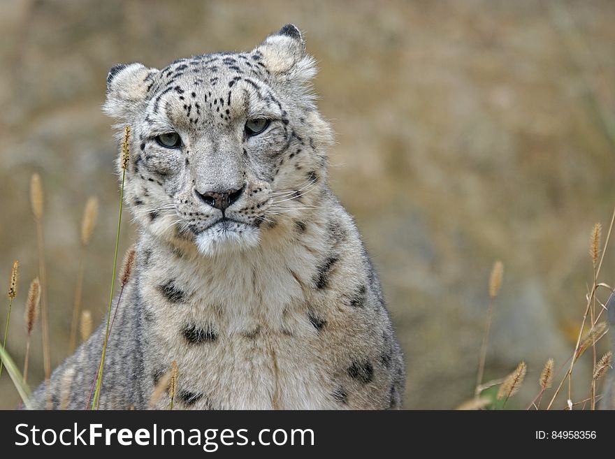 A snow leopard hiding in tall grass.