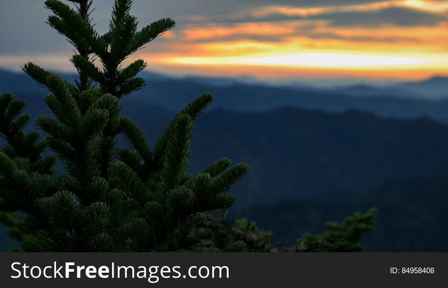 Conifer Tree And Sunset