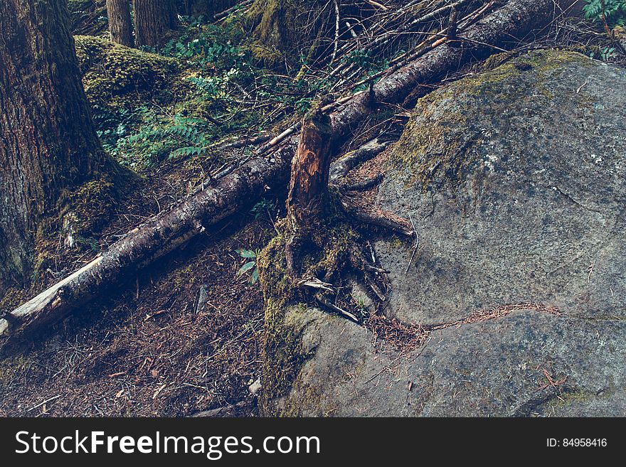 A view in deep forest with fallen trees. A view in deep forest with fallen trees.