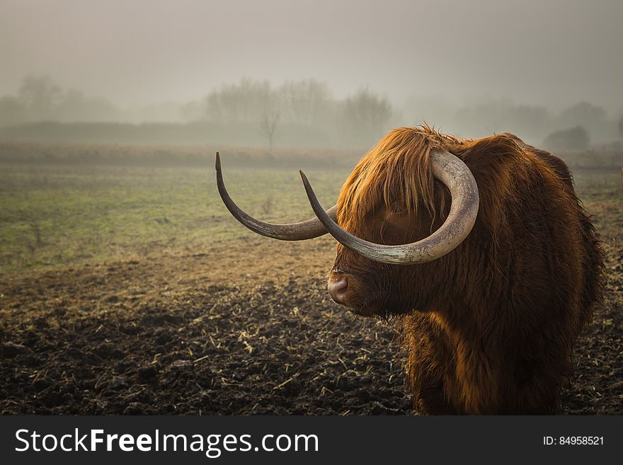 A Highland Cattle bull standing on misty field.