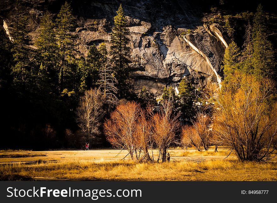 A forest meadow with mountains in the background.