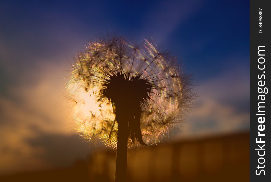 Dandelion 'clock' closeup with the sunrise behind it creating a yellow glow, blue sky above. Dandelion 'clock' closeup with the sunrise behind it creating a yellow glow, blue sky above.