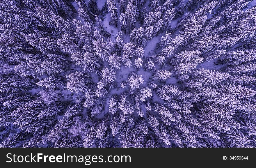 Full Frame Shot of Leaves