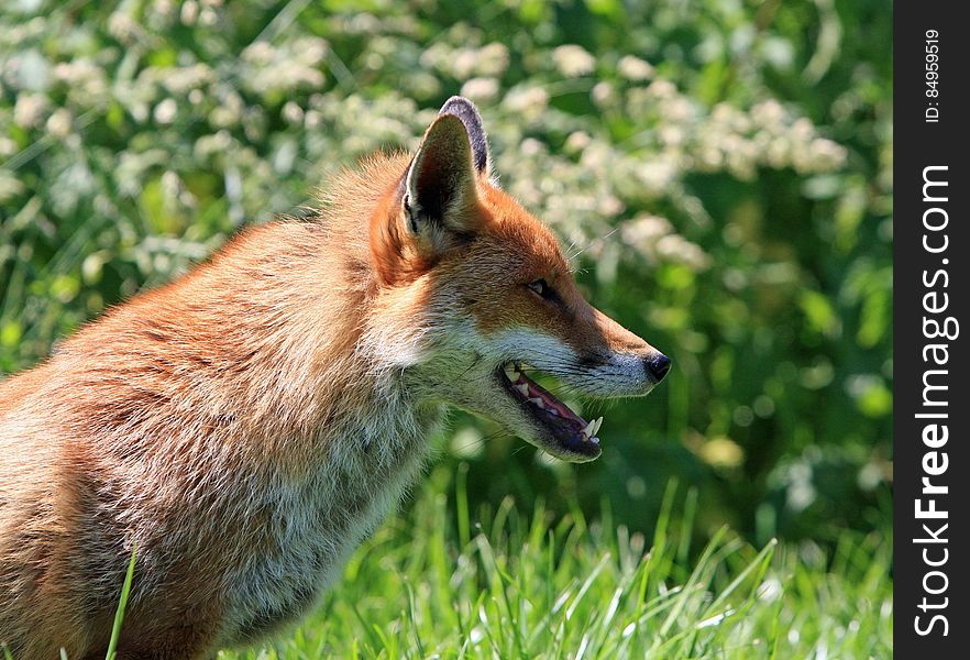 Brown Fox in Green Grass Field during Daytime