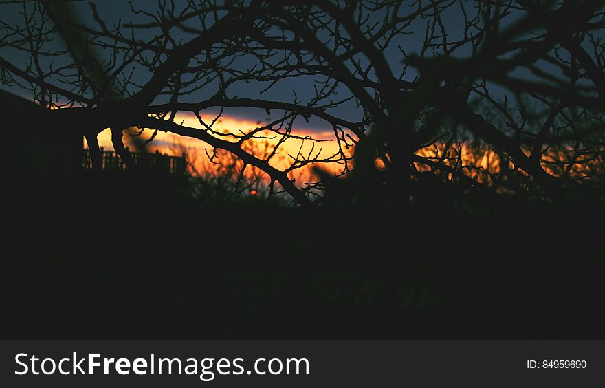 Silhouetted Tree Branches At Sunset