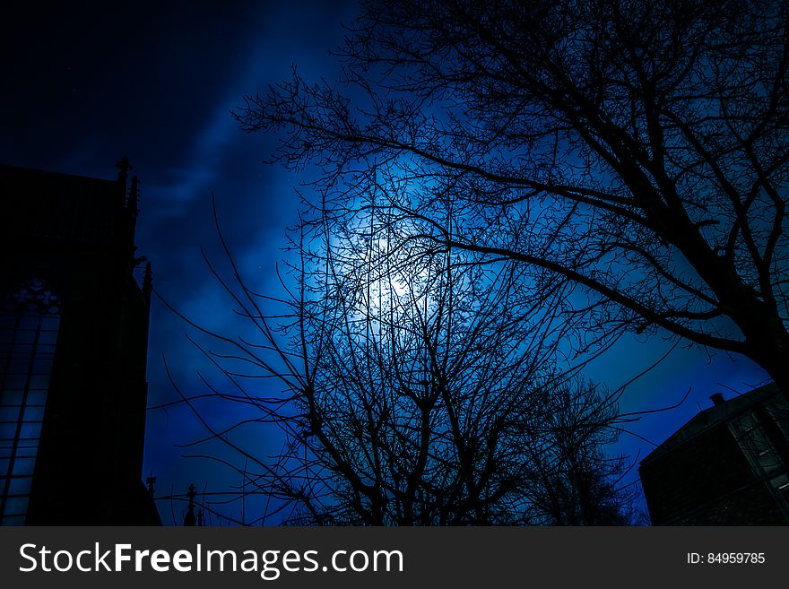 Moon Behind Trees