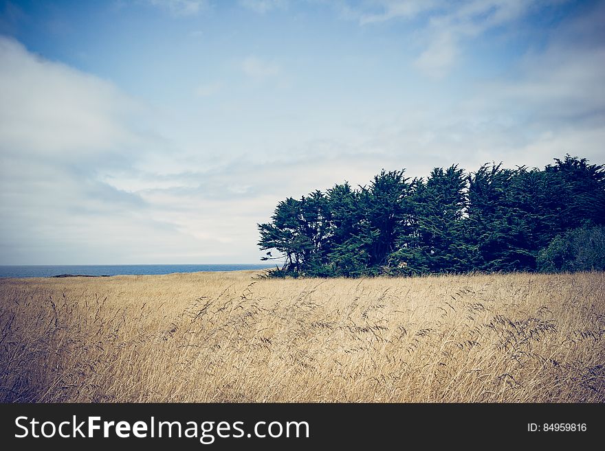 Fields of grass