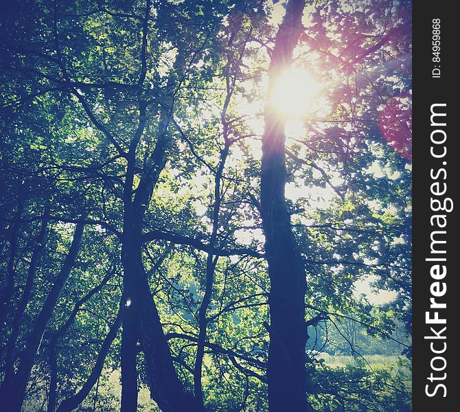 Sunlight streaming through branches of trees in the wood with grassy glade beyond. Sunlight streaming through branches of trees in the wood with grassy glade beyond.